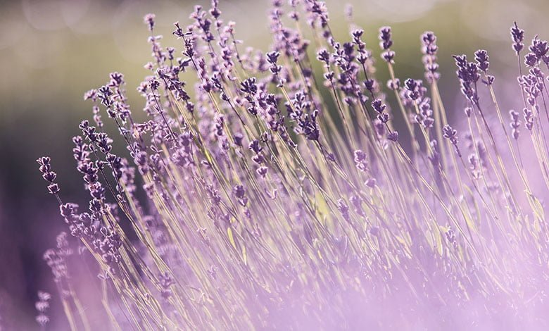 Lavender herb benefits