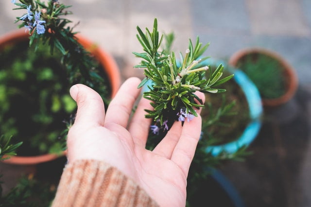Harvesting Your Herb Garden