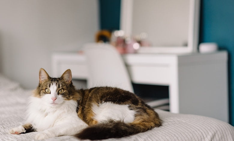  The Ultimate Guide to Cat Insurance: Protecting Your Feline Friend