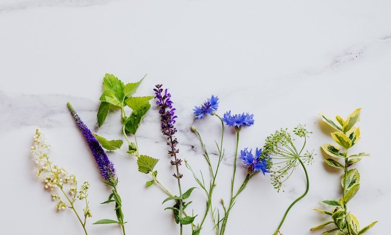 Unlocking the Power of Nature: Exploring the Names of Herbs