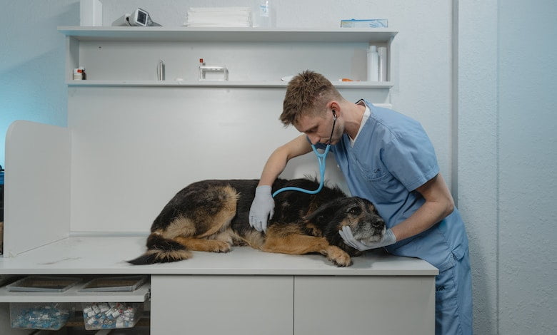 Understanding Common Diseases in Dogs and Their Treatment Methods