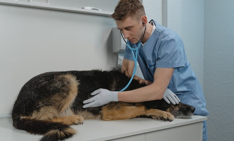 Understanding Common Diseases in Dogs and Effective Treatment Methods